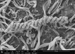 Iron-Fueled Life in the Continental Subsurface: Deep Mine Microbial Observatory, South Dakota, USA